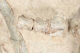 Fossil Oreodont Skull With Associated Bones #192542-7